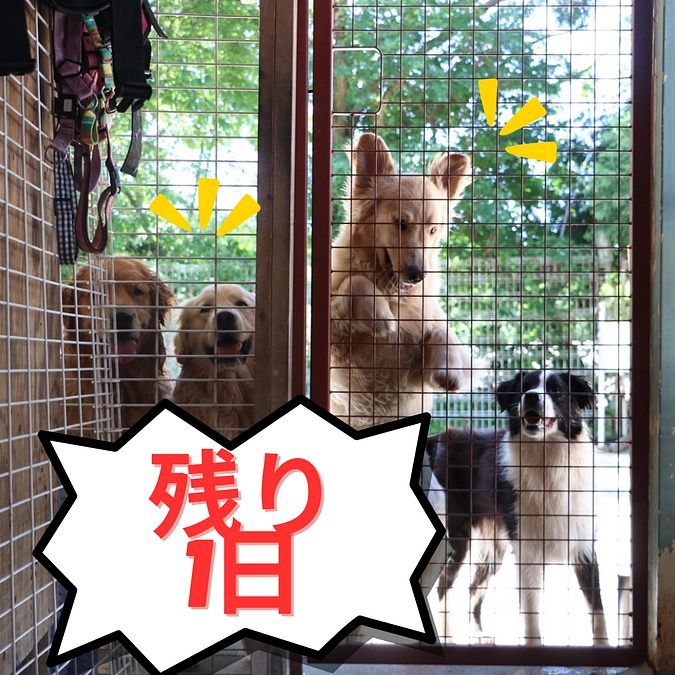 終了まで残り1日〜代表という存在〜