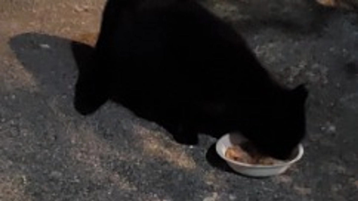 毎日寒い中ご飯場所で待っててくれています。