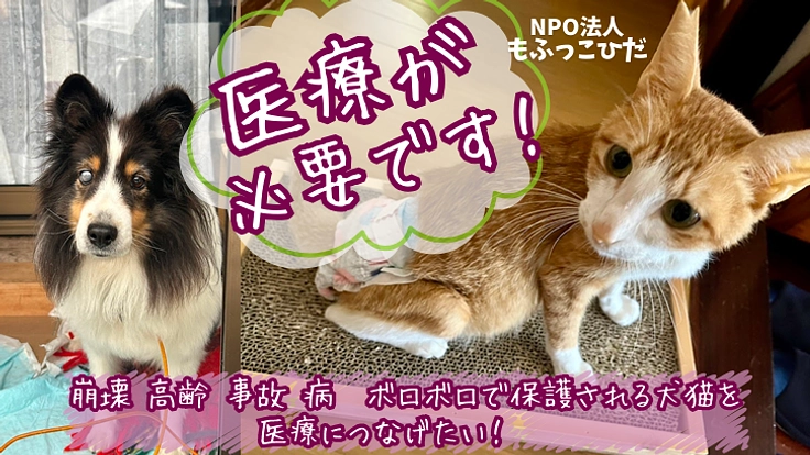 事故・衰弱・重い病！ １６０匹の保護っ子　医療につなげたい！
