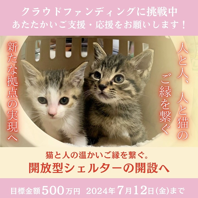 奈良県内の保護猫カフェさんにチラシ置かせてもらいました