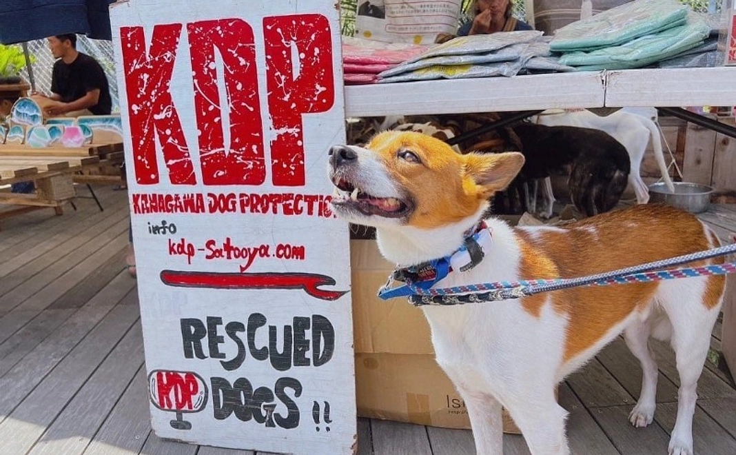 お山の犬たち全力応援コース｜3千円