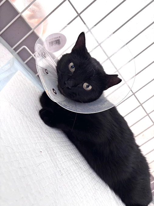 交通事故で断尾手術をした黒猫ちゃんの近況