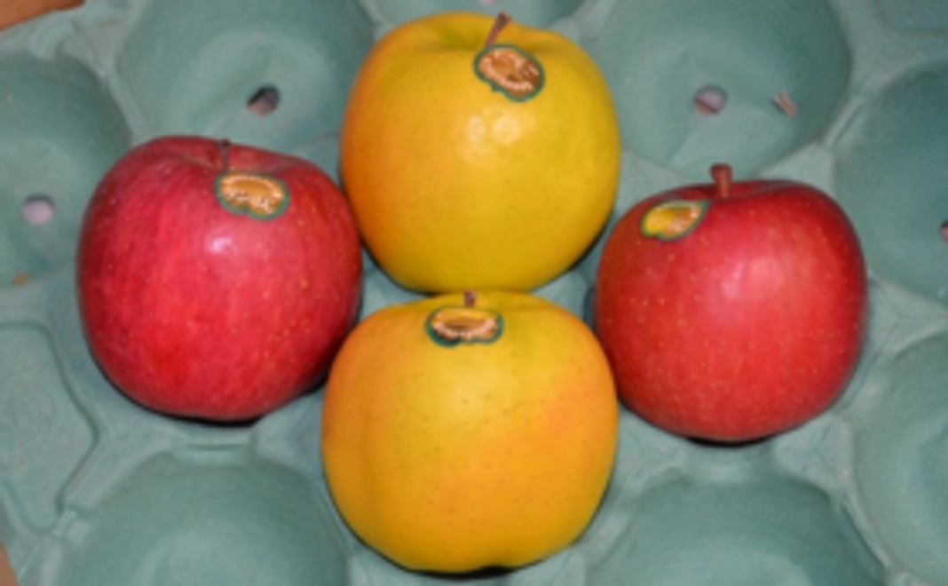 もひかん林檎の美味しさを広めてください！お試しセット