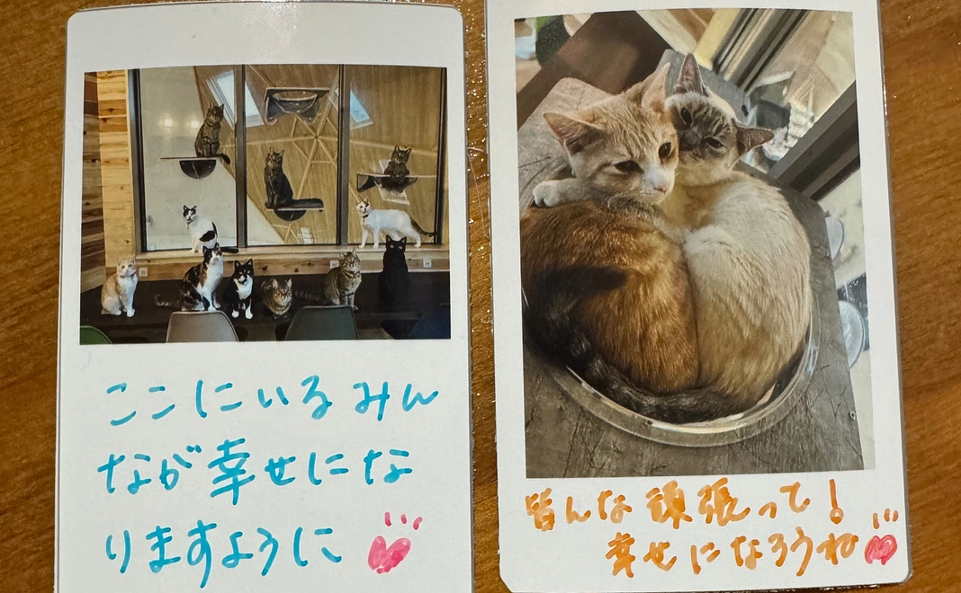 チェキで応援コース