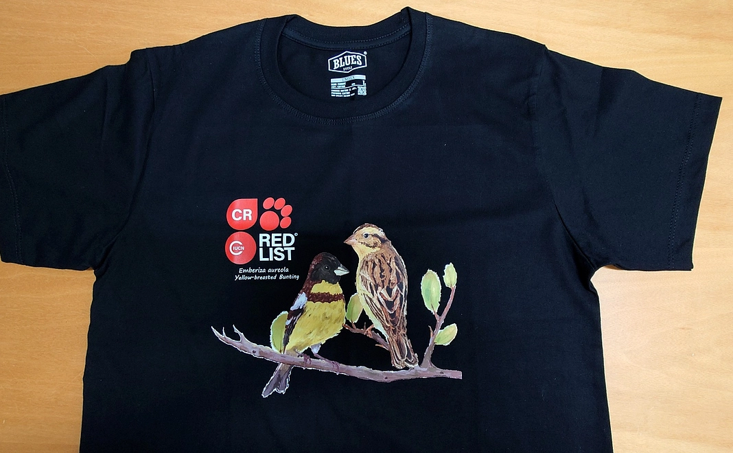 【12,100円】タイ製REDListシマアオジTシャツ Mサイズコース