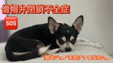 手術しなければ余命わずか…僧帽弁閉鎖不全症のジェノを助けてください のトップ画像