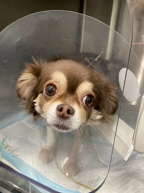 手術後の経過報告