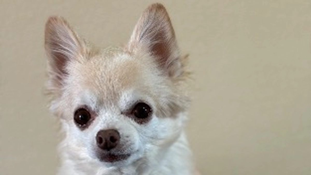 「たかが犬」の命