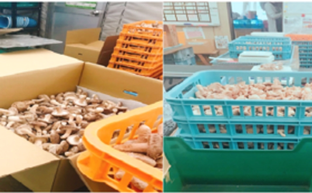 一生懸命つくったシイタケ②　3,000円リターン