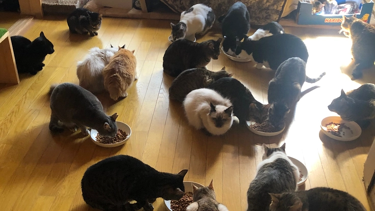 幸せ猫ハウスにゃーずサポーター 保護猫活動費、医療費ご支援のお願い