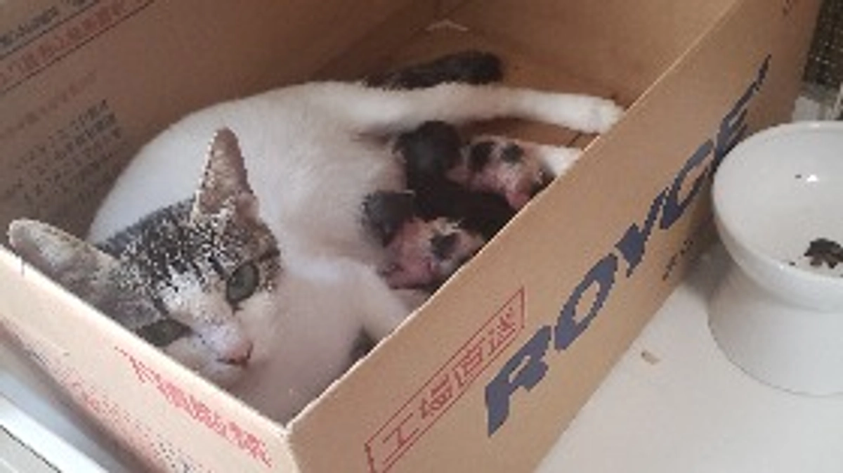 15匹の猫の話３ いそべの出産