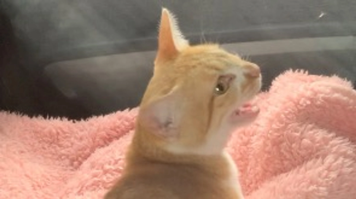 投薬42日目（プロジェクト開始2日目）