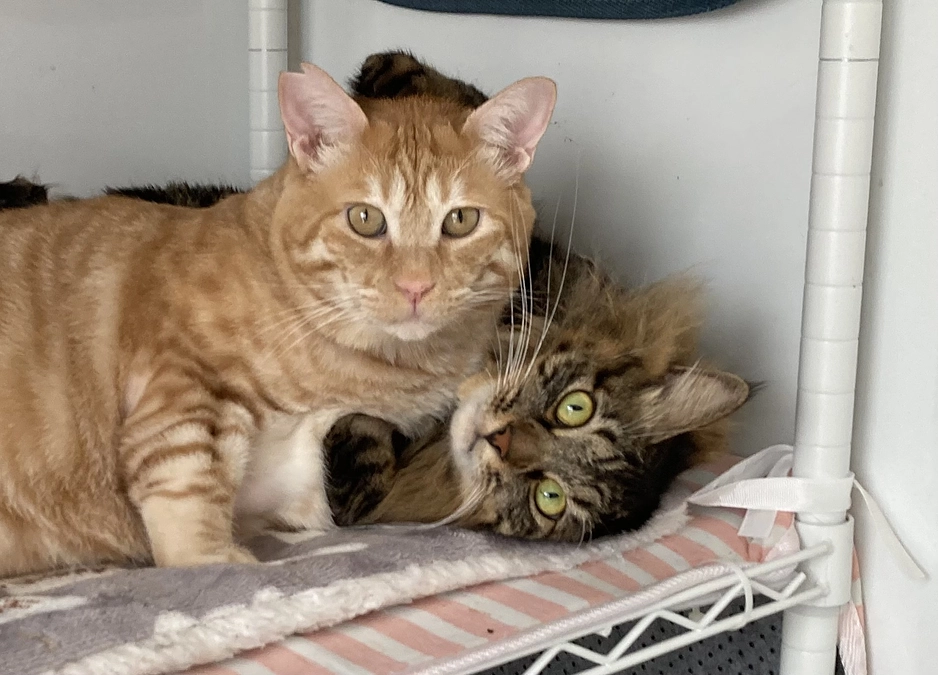 150万円（50%）達成しました！