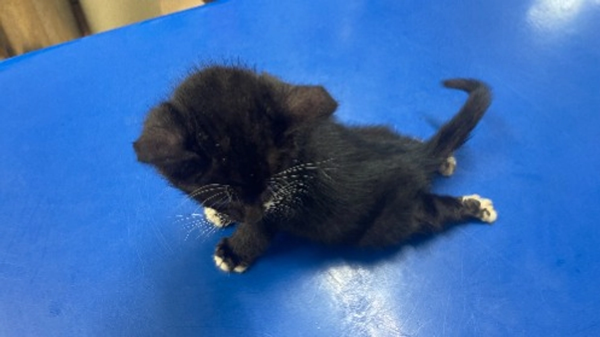 ＬＹＳＴＡ通信　Ｒ７年１０月