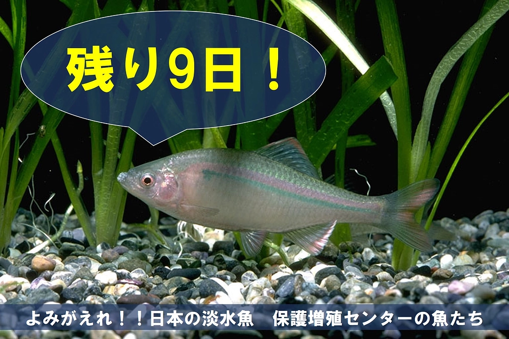保護増殖センターの魚たち①【クラファン終了まで残り9日】