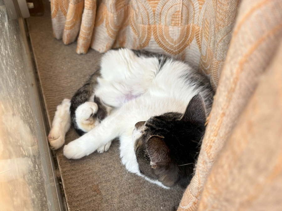 11月2日（木曜日）チビ