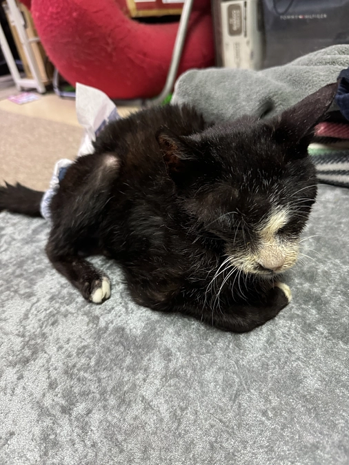 9/5のアビの受診とハルの報告について