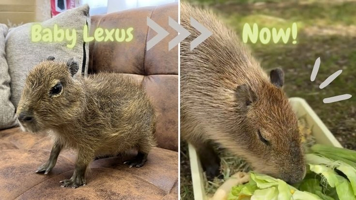 【現況報告】人工哺育でそだった「レクサス」君の今の暮らし