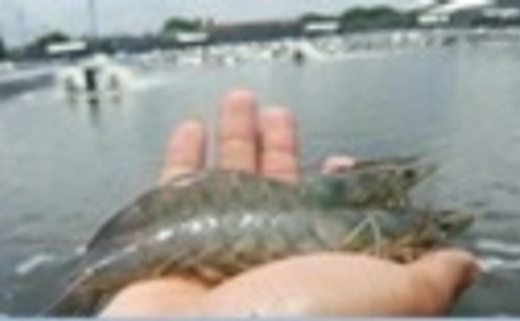 アチェ産バナメイ海老