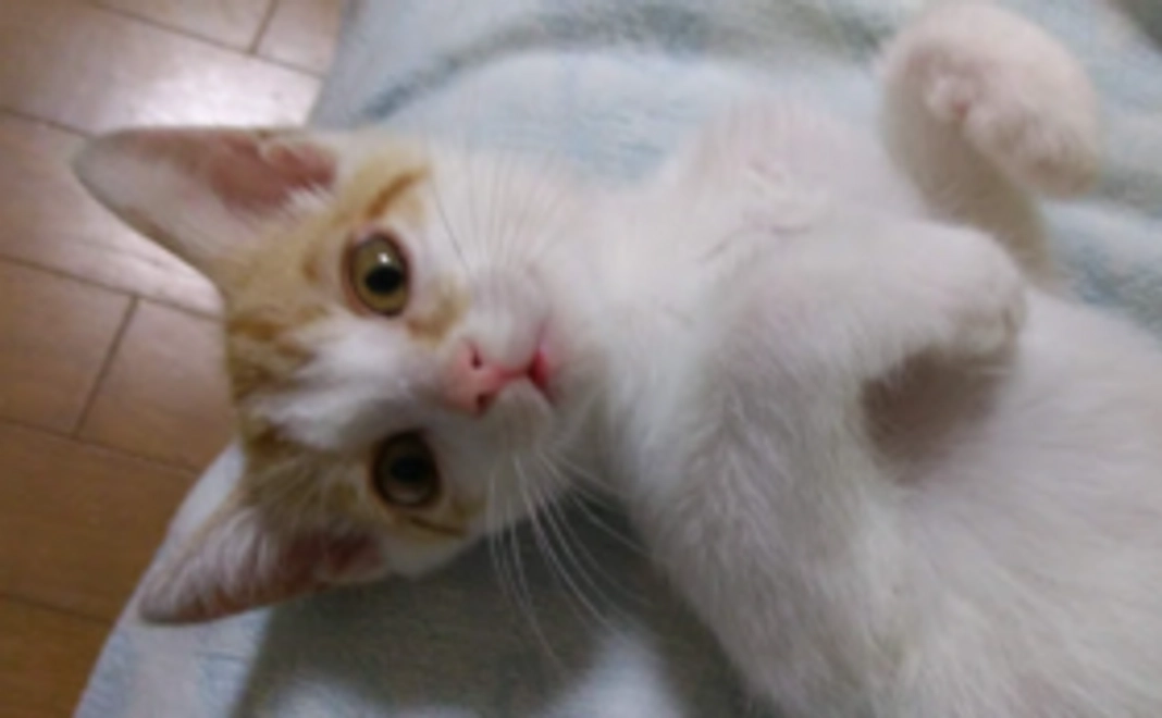 もう少し応援ありがとう