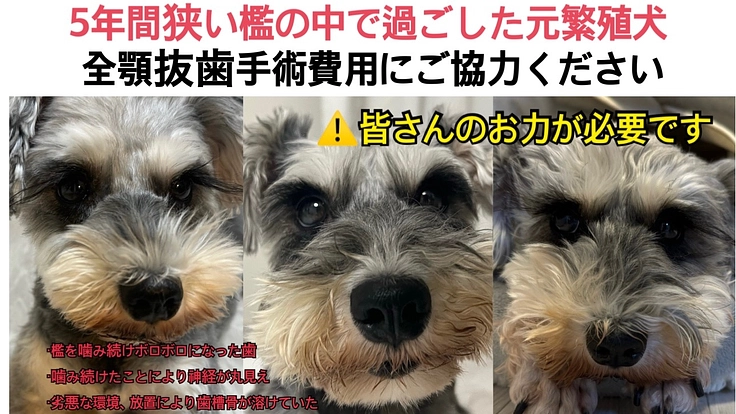 繁殖引退犬の全顎抜歯手術費用。お力をお貸しください