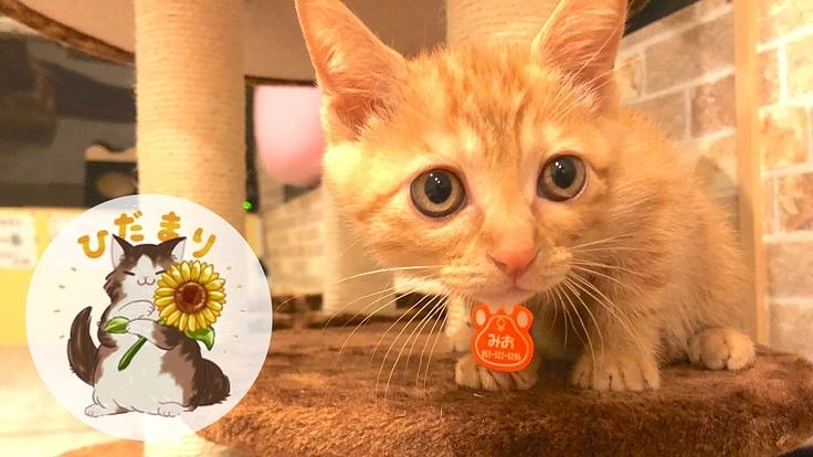 保護猫カフェひだまり号存続へ。全ての猫の健康を守りたい。