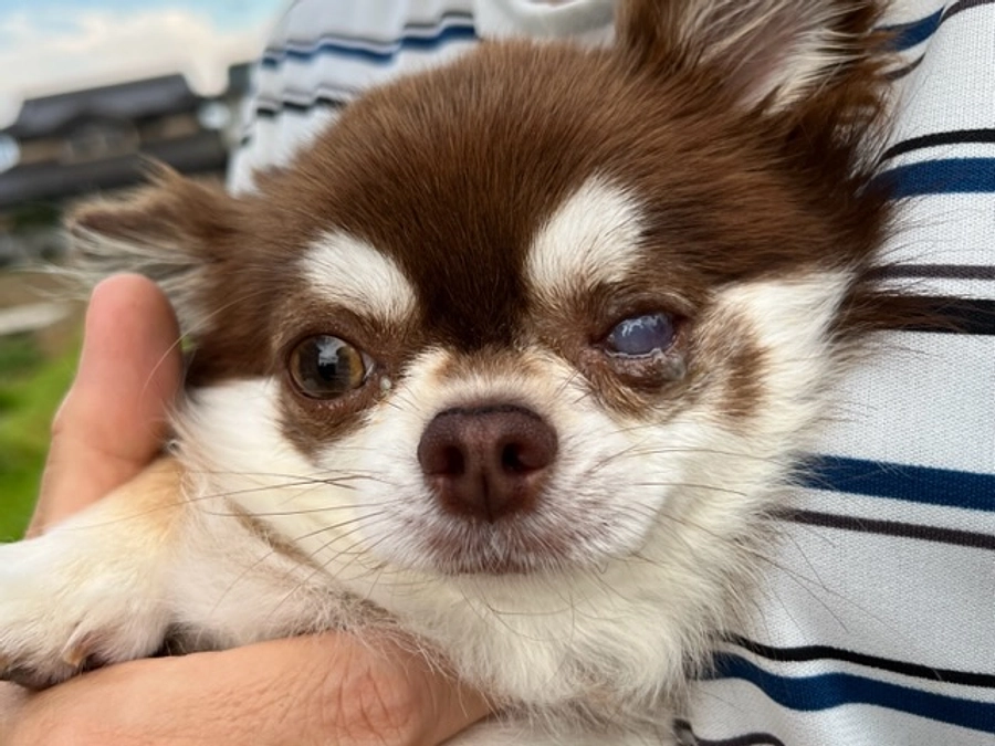 こにゃの現在の目の状態ᐡ• ˕ •ᐡ