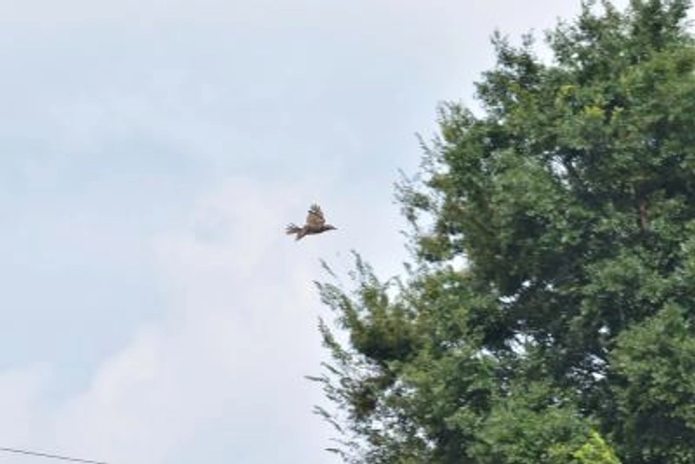 【リリース情報】ヒヨドリのヒナ、無事、リリース！