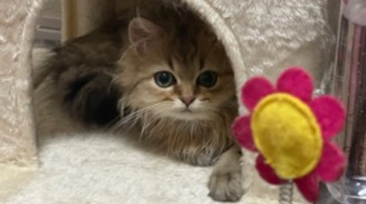 むぎどんどん大きくなりました😊