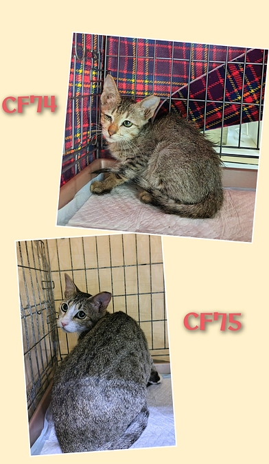 ＣＦ７４～７８まで終了しました