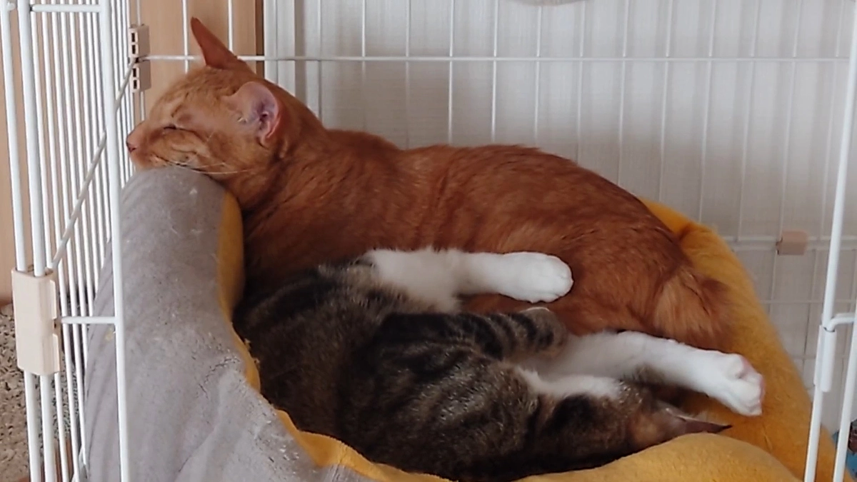 🐈ヨッちゃん他猫たちと交流する～距離間がバグっていない猫たち編～🐈