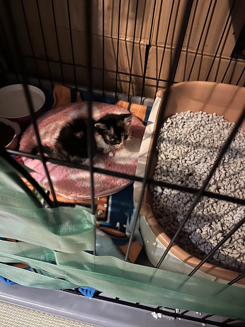 体調の悪かったこ