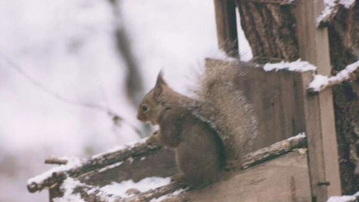 名古屋市内に残る野生のニホンリスを次世代につなぎたい!