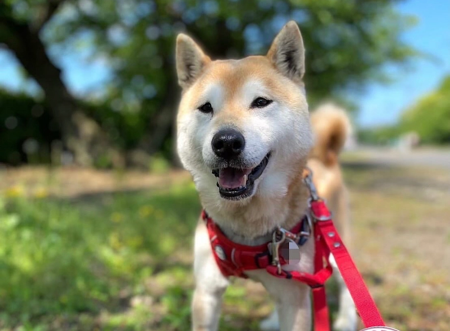 【保護犬紹介】穏やかな性格で、静かに落ち着いて過ごしている女の子♡