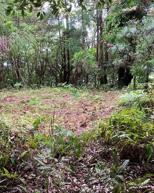 R6.5〜ひなむぎの森 森林整備