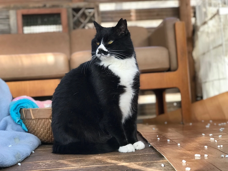 ノラクロが教えてくれたこと