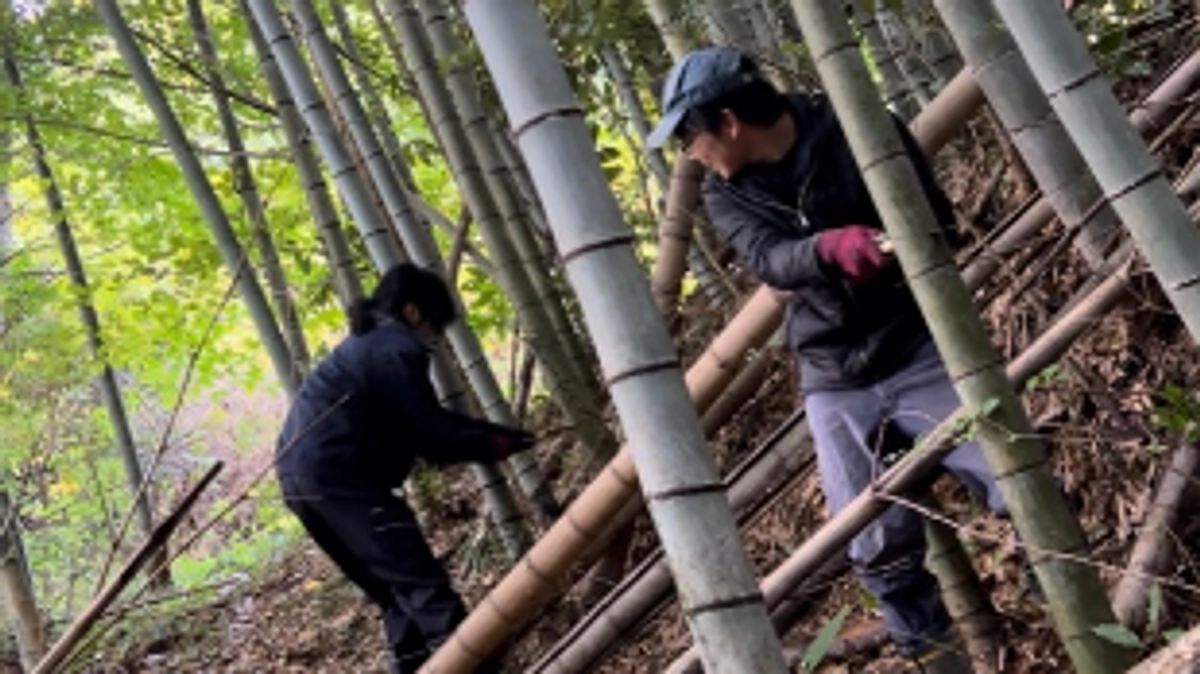 本日より今年の竹の伐採作業を始めました！