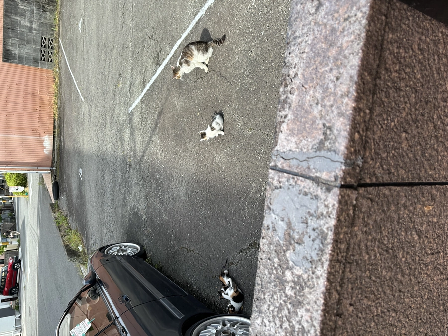 かわいそうだけでは助けられない　野良猫さんのこと⑨