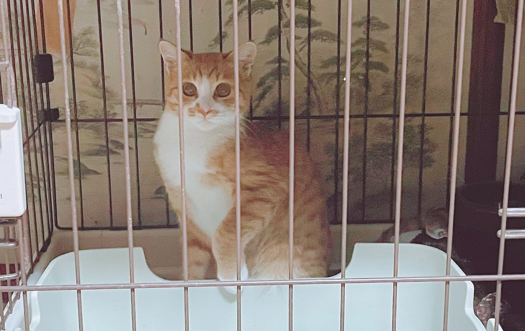 骨折の子去勢手術