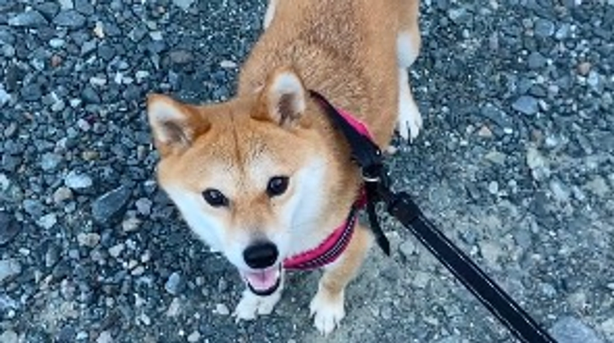 またまたお散歩に！今週は調子いい