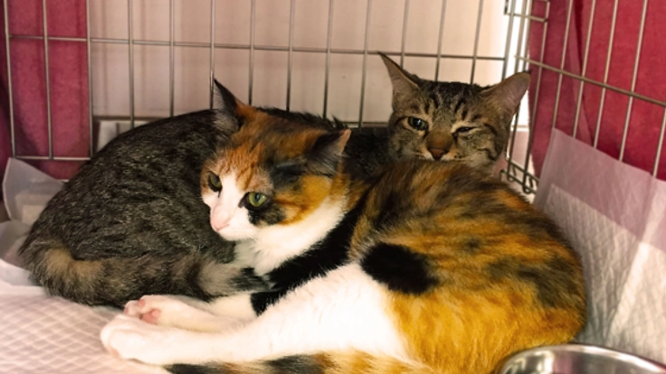 トレーラーハウスで、熊本初の保護犬猫の譲渡センターを！
