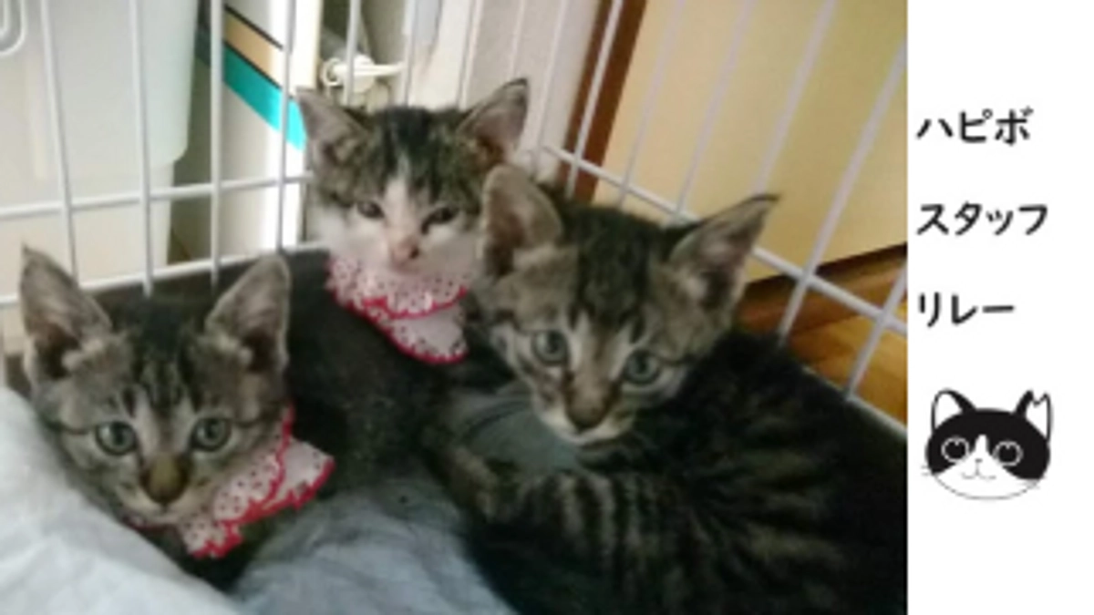 ハピボ★スタッフリレー　自己紹介は「犬派の猫好き」って言っています