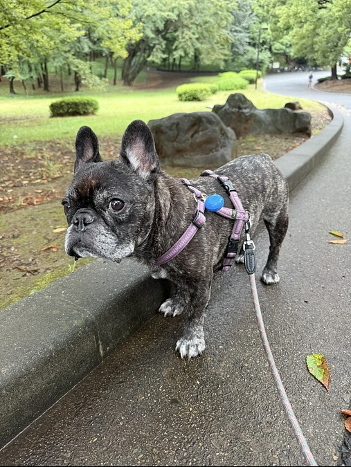 今日は代々木公園で散歩してきました