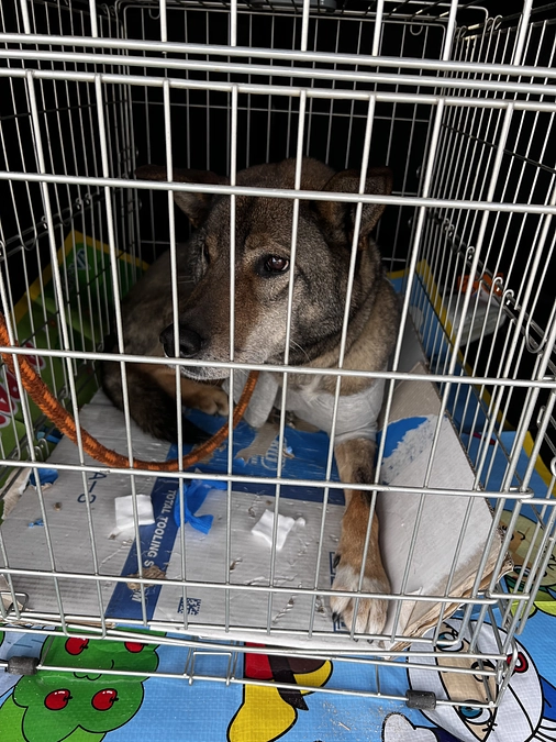 2回目の抗がん剤投与してきました！