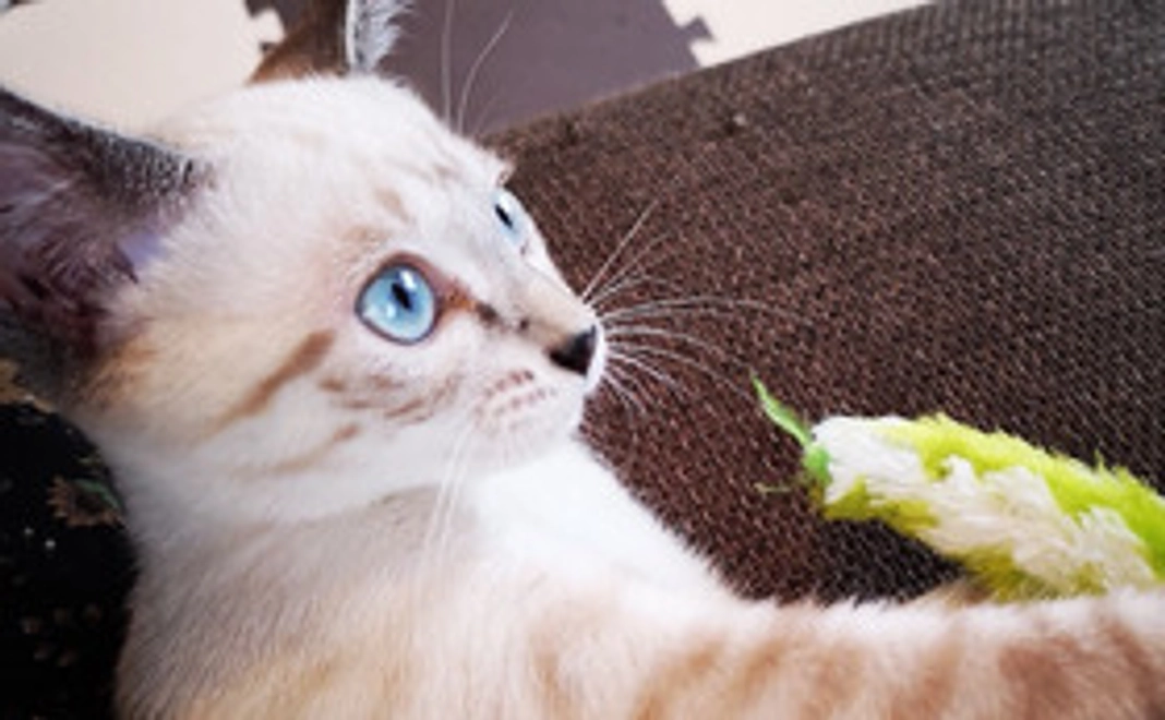 お礼のメールと猫の写真