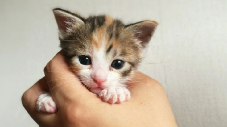 安城市初の保護猫ホーム設立で、猫で困らないしくみをつくりたい