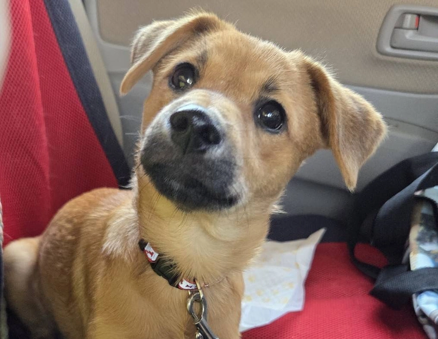 6月22日の譲渡会、大型新人(犬)デビュー！！