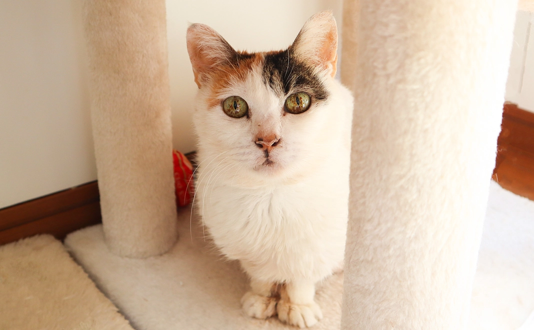 【リターン不要の方向け】お気持ち支援（保護猫ちゃんのデジタル壁紙で応援）