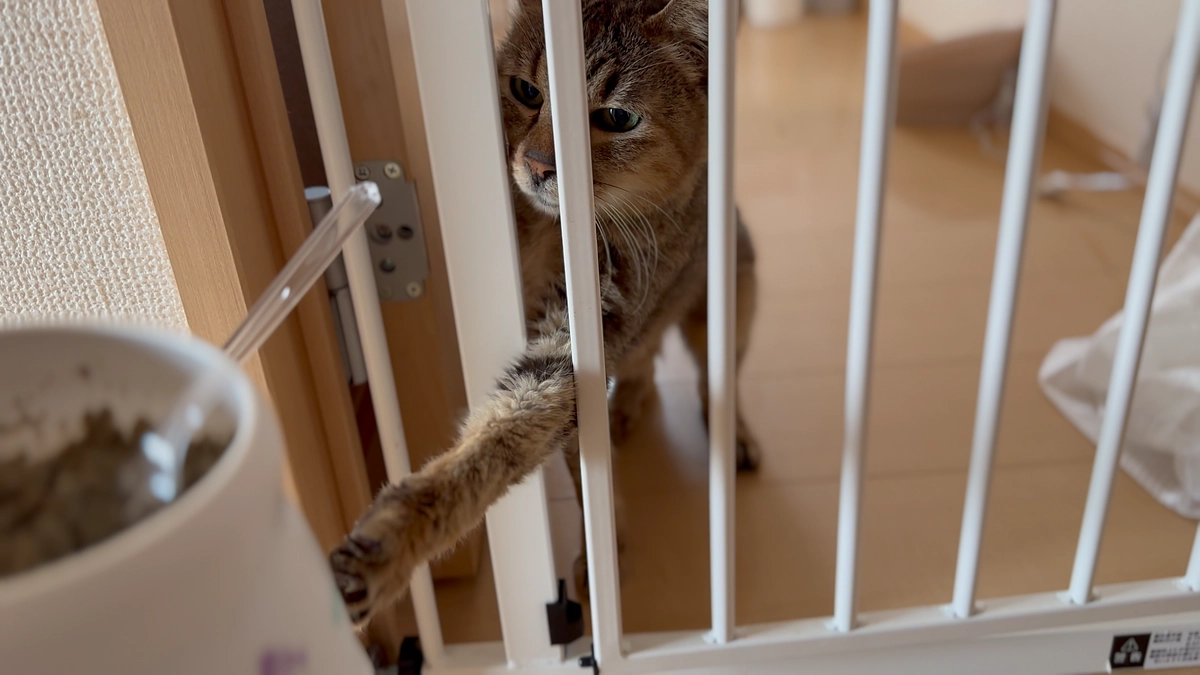 食いしん坊が発覚したガリガリ猫