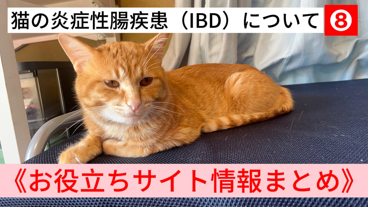 猫の炎症性腸疾患（IBD）について❽